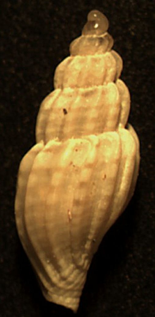 Mangelia multilineolata?